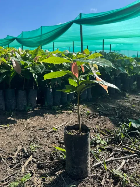 Planton de cacao Nacional
