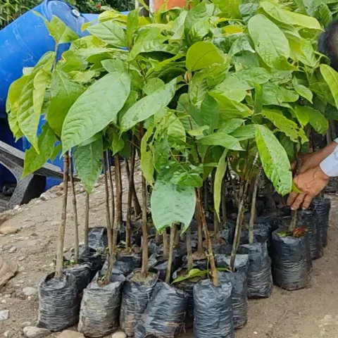 Planton de cacao Injerto CCN51