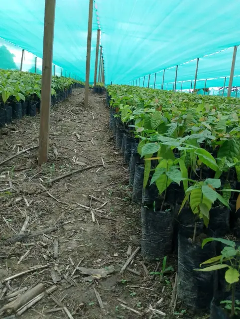 Malla 2 Planton nacional
