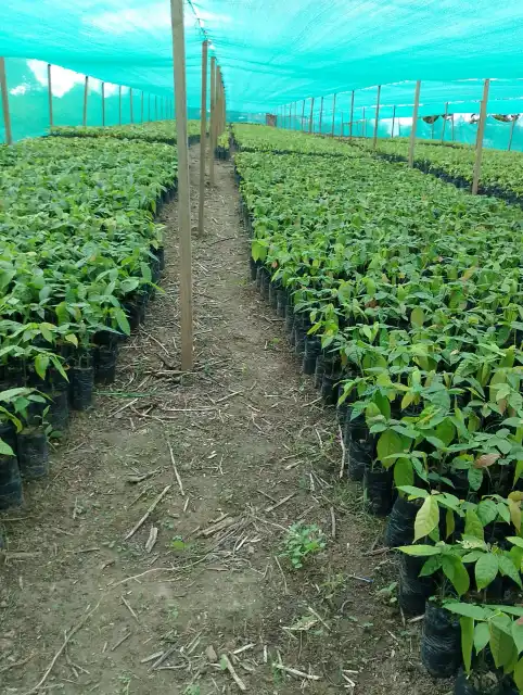 Malla 2 Planton nacional