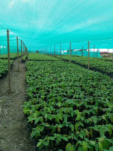 Malla 2 Planton nacional