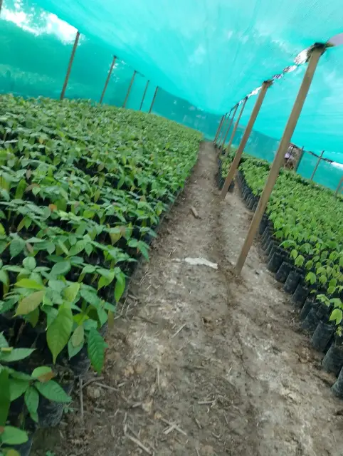 5 malla Plantones