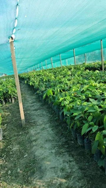 Espacios carril vivero
