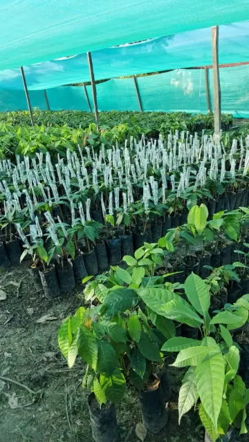 Malla Plantones Injertados
