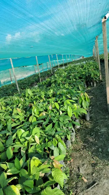 3 malla Plantones