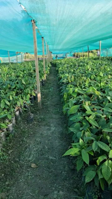 4 malla Plantones