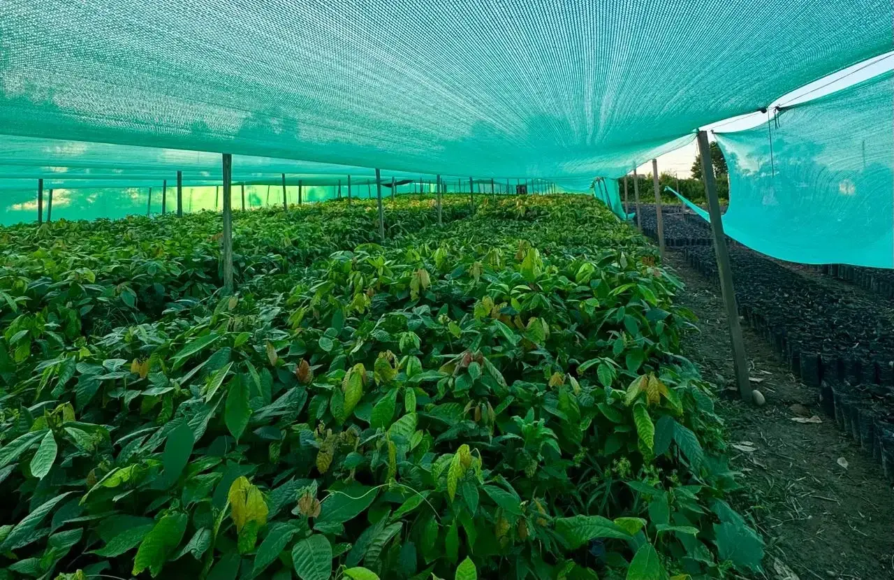 Plantones agrícolas BioOlaya